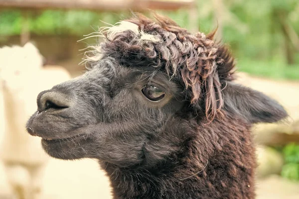 Muzzle Black Lama Glama Lamoid Animal Outdoors — Stock Photo, Image