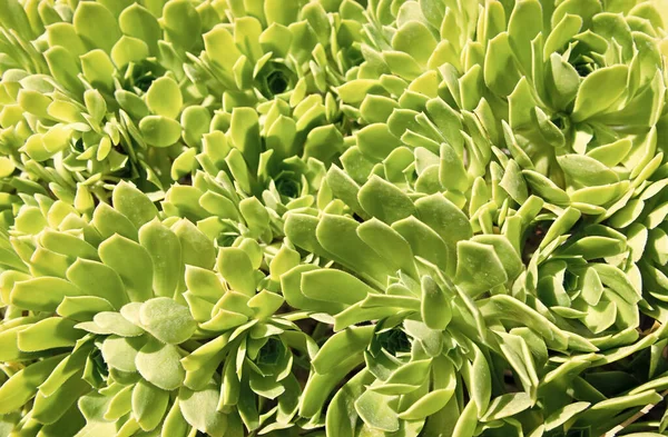 Crassulaceae Succulent Cactus Green Leaves Cactaceae Background — Stock Photo, Image