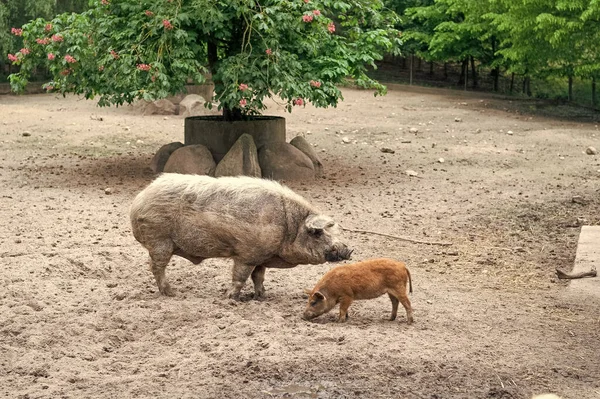 Adult Young Pigs Boars Farm Yard Outdoors — ストック写真