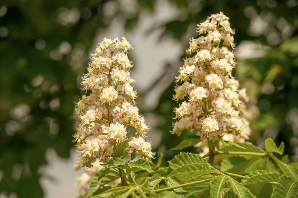 Beyaz Kestaneler Baharda Çiçek Açar Bahar Kestaneleri Ağaçta Çiçek Açar — Stok fotoğraf