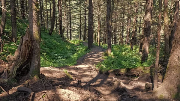 stock image trail in the forest. trail mountain path. empty trail pathway. photo of trail.