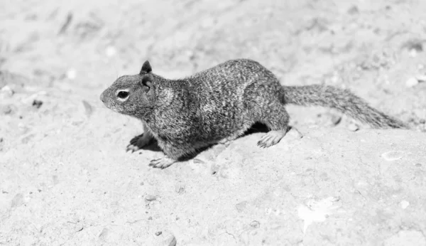 Wild Ground Squirrel Rodent Marmotini Animal Rocky Soil — стоковое фото