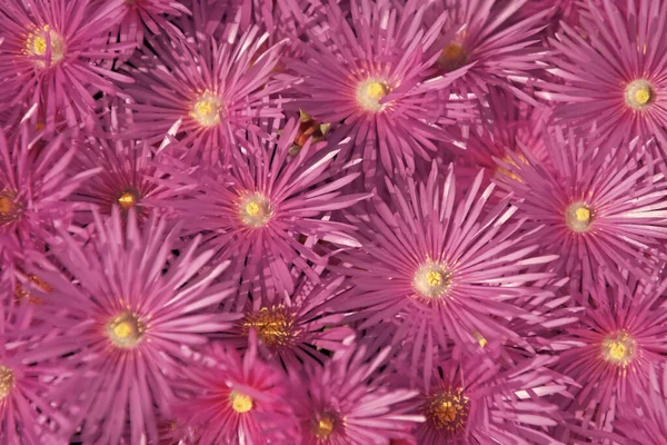 Изображение Пурпурного Цветочного Фона Пурпурный Цветочный Фон Пурпурный Цветочный Фон — стоковое фото