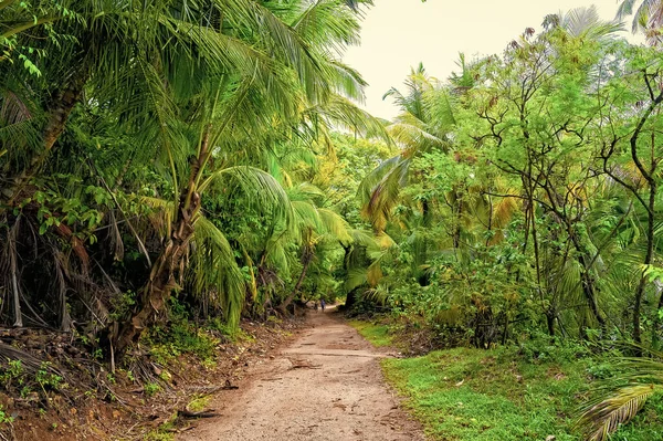 Sentier Dans Jungle Tropicale Nature Jungle Tropicale Végétation Naturelle Forêt — Photo