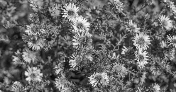 Daisy Calenduleae Flowers Floral Background Flowering Nature Beauty — Φωτογραφία Αρχείου