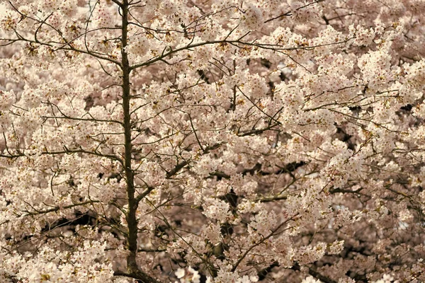 Sakura Λουλούδι Δέντρο Ανθίζοντας Φόντο Της Φύσης Την Άνοιξη — Φωτογραφία Αρχείου