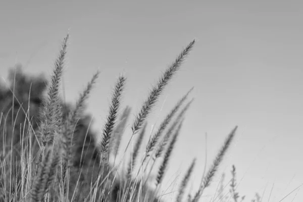 Dry Grass Spikelets Growing Field Sky Background — Stock fotografie