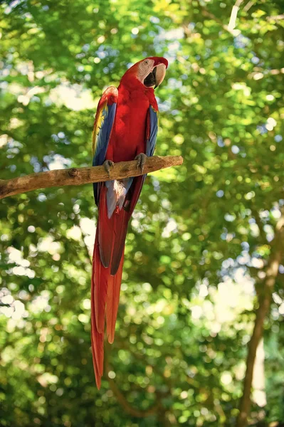 Foto Ara Papagaio Arara Com Cauda Longa Zoológico Ara Macaw — Fotografia de Stock