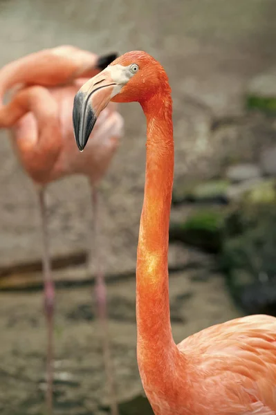 Dışarıdaki Egzotik Flamingo Kuşu Flamingo Kuşunun Doğadaki Görüntüsü Vahşi Hayatta — Stok fotoğraf