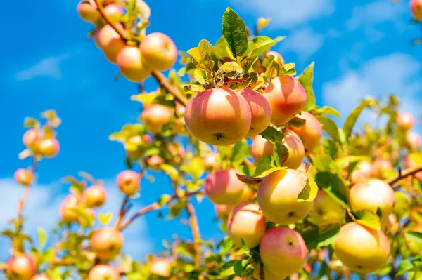 Gyümölcsös Érett Alma Gyümölcs Szabadban Fénykép Gyümölcsösről Érett Almával Gyümölcsöskert — Stock Fotó