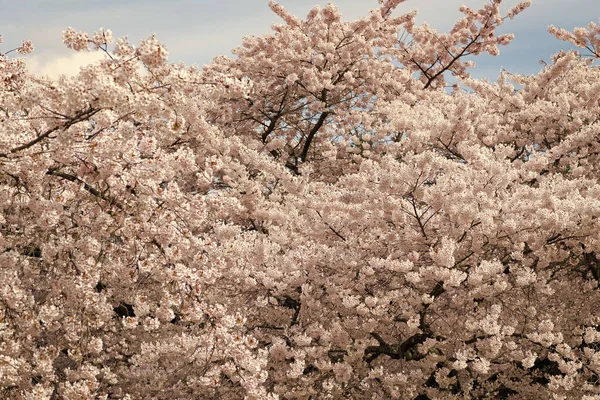 Рожеве Дерево Сакури Квітка Квітучий Фон Природи Навесні — стокове фото