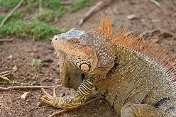 Зображення Ігуани Ящірки Природі Фото Ігуани Рептилії Ящірки Ігуана Ящірка — стокове фото