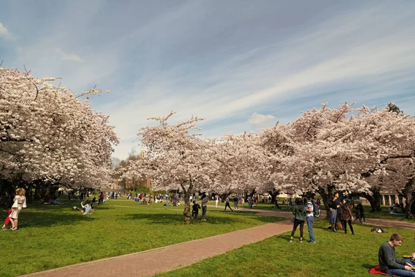Seattle, Washington, ABD - 2 Nisan 2021: İnsanlar sakura çiçeklerinin bahar çiçeklerinin tadını çıkarıyor.