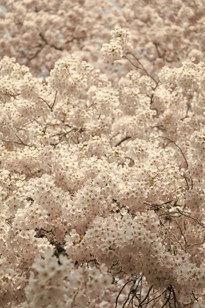 Szakura Virág Természet Háttér Szakuravirág Tavasszal Sakura Virágfáról Készült Fénykép — Stock Fotó