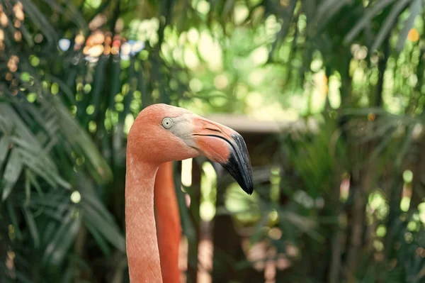 Foto Cabeça Pássaro Flamingo Natureza Pássaro Flamingo Vida Selvagem Pássaro — Fotografia de Stock