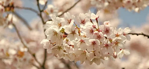 Sakura Τρυφερό Άνθος Κλαδί Δέντρου Επιλεκτική Εστίαση Μακροεντολή — Φωτογραφία Αρχείου