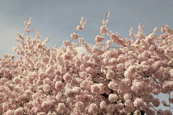 Сакура Цвіте Гілочками Навесні Сакура Цвіте Природою Сакура Цвіте Навесні — стокове фото