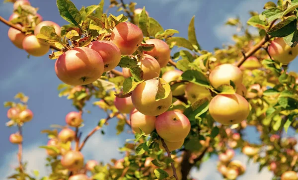 Οπωρώνας Φρέσκο Ώριμο Μήλο Οπωρώνα Ώριμο Μήλο Στο Κλαδί Οπωρώνας — Φωτογραφία Αρχείου