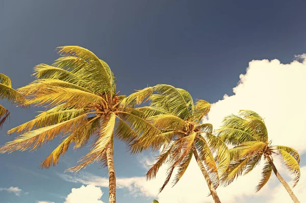 야자나무가 하늘을 배경으로 야자나무의 이미지입니다 야자나무 야자수 — 스톡 사진