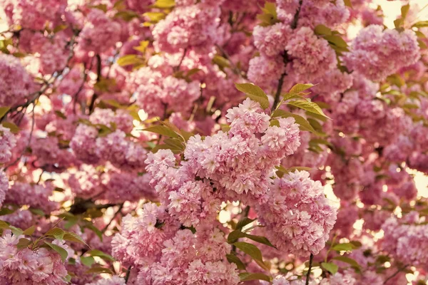 Spring Flowers Pink Sakura Flower Blooming Spring Tree — Stock Photo, Image