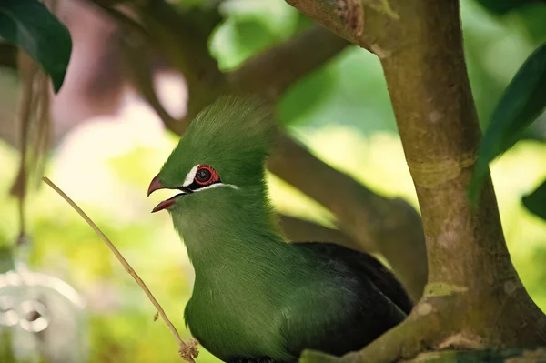 Tropische Exotische Tauraco Vogel Met Groene Veer Exotische Tauraco Vogel — Stockfoto