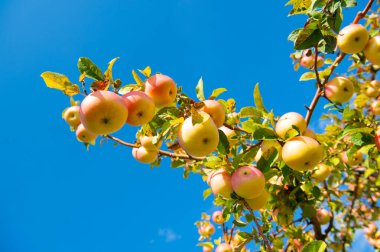 Elma meyve yetiştirme. Meyve bahçesinde elma yetiştirme. Elma meyvesi bahçeleri dışarıda. Elma meyve bahçesinin fotoğrafı..