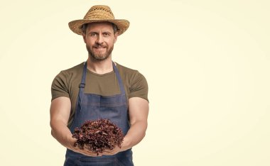 Önlüklü ve şapkalı manav, beyaz üzerinde marul sebzesi olan. Boşluğu kopyala.