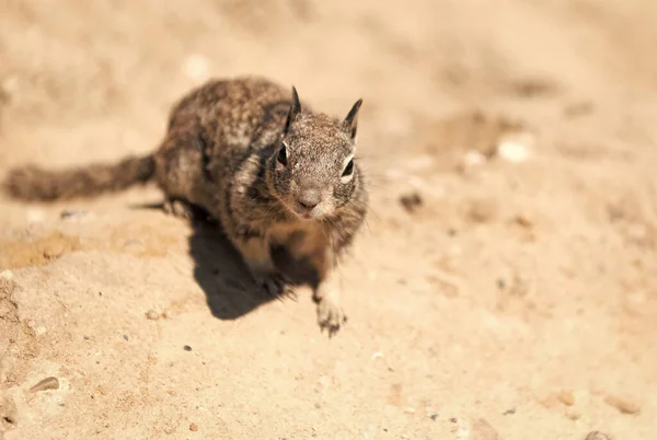 Wild Ground Squirrel Rodent Marmotini Animal Natural Habitat — Stock Fotó