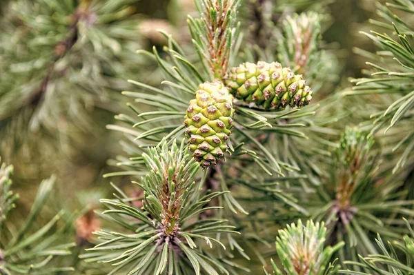Pine Tree Branches Female Conifer Pinecones — Stock Photo, Image