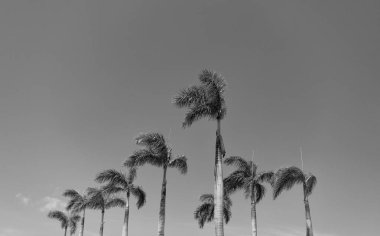 Mavi gökyüzü arka planında yaz palmiyeleri. Yaz mevsimi kavramı.