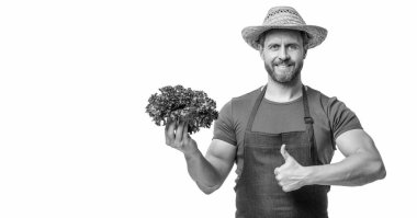 greengrocer in apron and hat with lettuce vegetable isolated on white. thumb up.