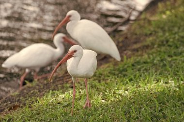 Ibis kuşu doğada, seçici odaklanma. Dışarıdaki Ibis kuşunun fotoğrafı. Ibis kuşu. Vahşi hayatta Ibis kuşu.