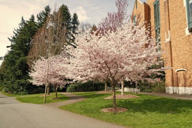 Parkta sakura çiçeği doğası. Baharda kiraz çiçeği açar. Sakura çiçeğinin fotoğrafı. Sakura baharda çiçek açar.