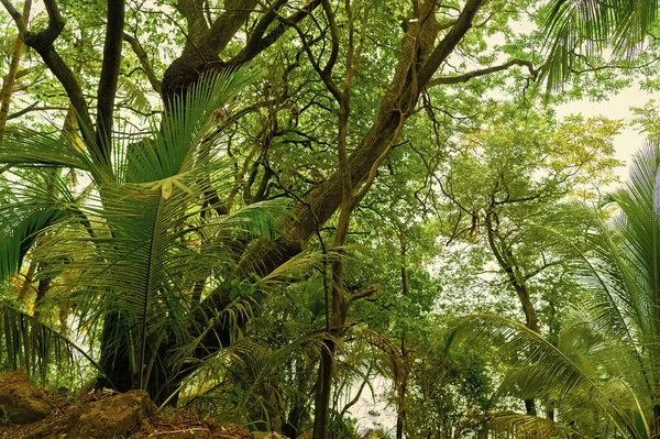 Klargrön Skog Tropisk Djungelnatur Foto Tropisk Djungel Natur Landskap Tropisk — Stockfoto