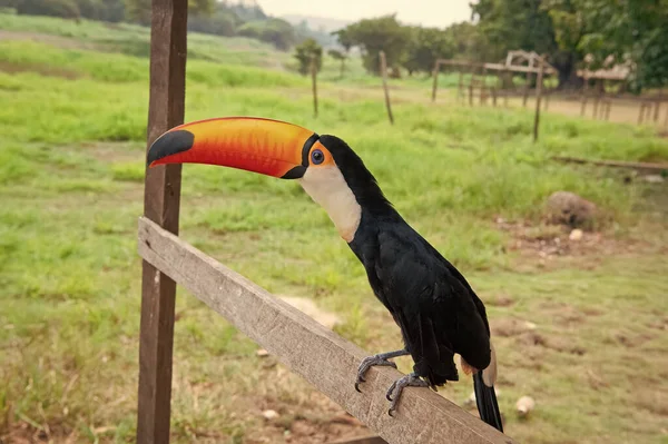有橙色喙的鸟食 照片上的陶罐与嘴外面 户外有喙的触须 具有野生生物喙的触角 — 图库照片