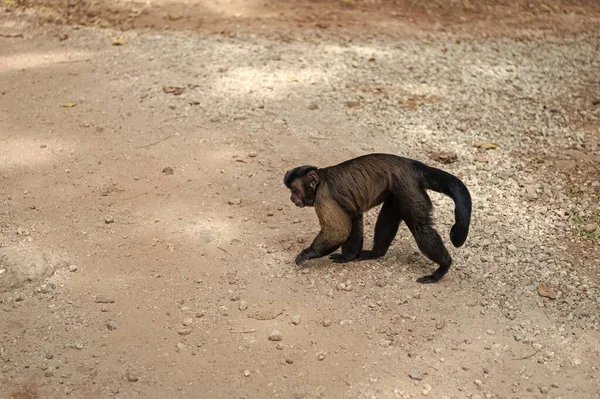 Imagem Macaco Prego Vida Selvagem Macaco Prego Vida Selvagem Macaco — Fotografia de Stock