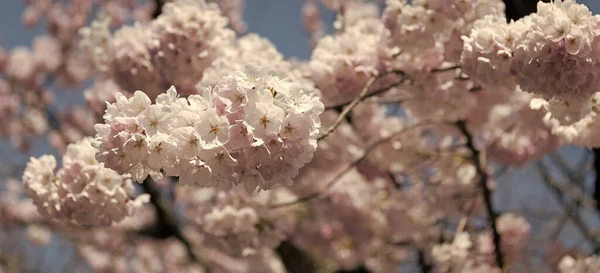 Sakura Flor Primavera Rama Del Árbol Enfoque Selectivo Macro Naturaleza —  Fotos de Stock