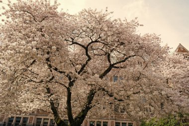 Sakura ağacı çiçek açan doğa arka planda inşa ile birlikte.