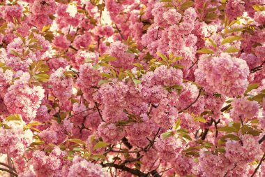 Çiçek açan bahar ağacında pembe sakura çiçeği. Paskalya sakurası.