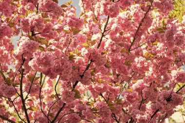 Sakura çiçeğinin çiçek açtığı görüntüsü. bahar sakura çiçeği. bahar sakura çiçeği. Dalda sakura çiçeği.