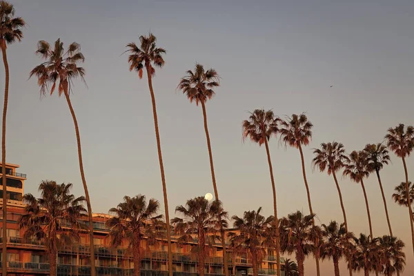 Zomerpalm Californië Zomer Palm Californië Resort Zomer Palm Californië Landschap — Stockfoto