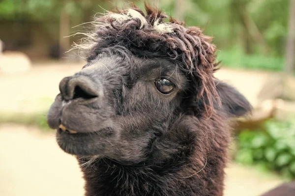 Black Lama Glama Muzzle Natural Background — 图库照片