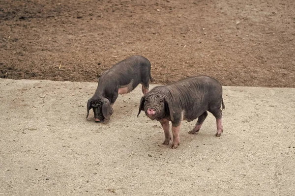 Black Domestic Meishan Pigs Swines Swinery — Foto Stock