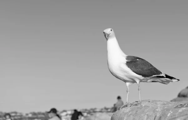Bílý Racek Pták Stojící Pozadí Skalnaté Oblohy Kopírovat Prostor — Stock fotografie