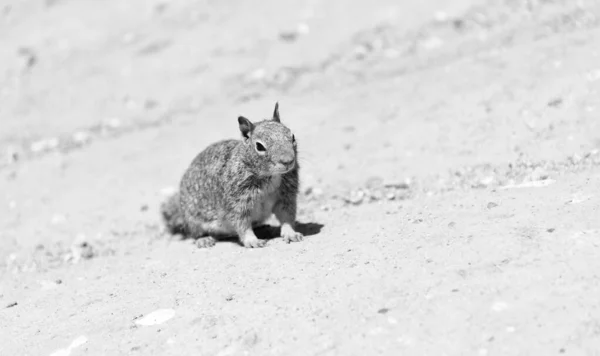 Fluffy Ground Squirrel Rodent Animal Sitting Rocky Soil — Fotografia de Stock