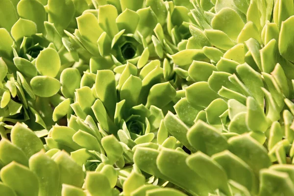 Crassulaceae Succulent Cactus Green Leaves Natural Background — Stock Photo, Image