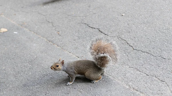 Rodent Animal Squirrel Wild Squirrel Fluffy Tail Rodent Animal Outdoor — Stock Photo, Image