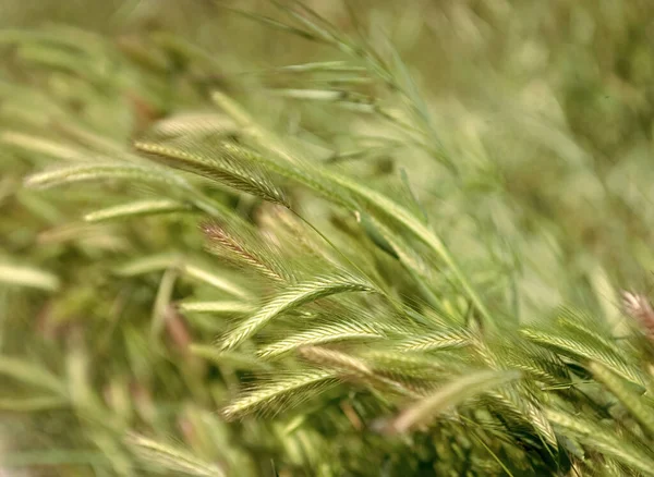 Grünes Gras Mit Stacheln Auf Selektivem Fokus Natürlicher Hintergrund Stacheln — Stockfoto