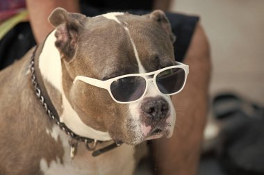 Amerikan zorbası pitbull köpeği evcil hayvanı. Amerikan kabadayısı ya da pitbull köpeği dışarıda oturuyor. Amerikan kabadayısı ya da gözlüklü pitbull köpeği fotoğrafı. Amerikan zorbası ya da pitbull köpeği.