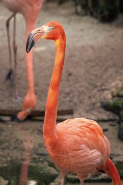 Vahşi hayatta güzel bir flamingo kuşu. Pembe tüylü flamingo kuşu. Dışarıdaki egzotik flamingo kuşu. Flamingo kuşunun doğadaki fotoğrafı.